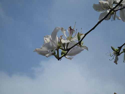 深圳的东湖公园怎么样,深圳市东湖公园