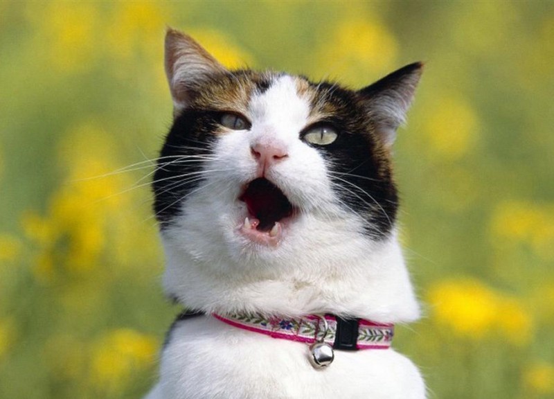 猫咪咬了除蚤项圈,猫咪除跳蚤项圈用法