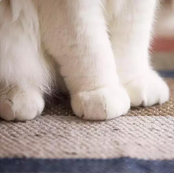 这么可爱的白手套，我能抱着摸一年！