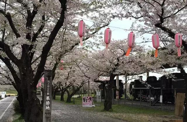 正逢樱花烂漫,何必远行带上这份攻略带你去赏樱