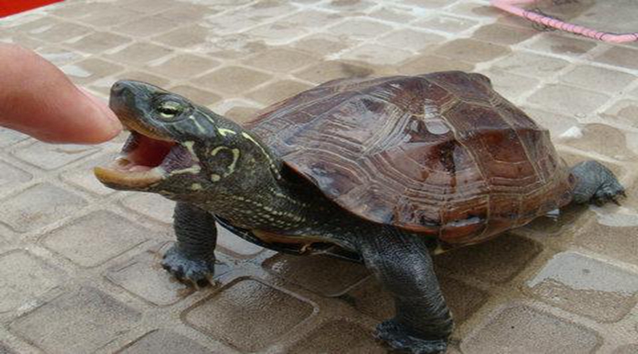 养小龟教程,新手如何饲养小龟