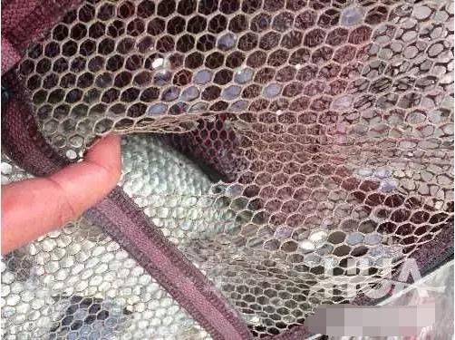 黑坑盛宴完整版,黑坑盛宴分解