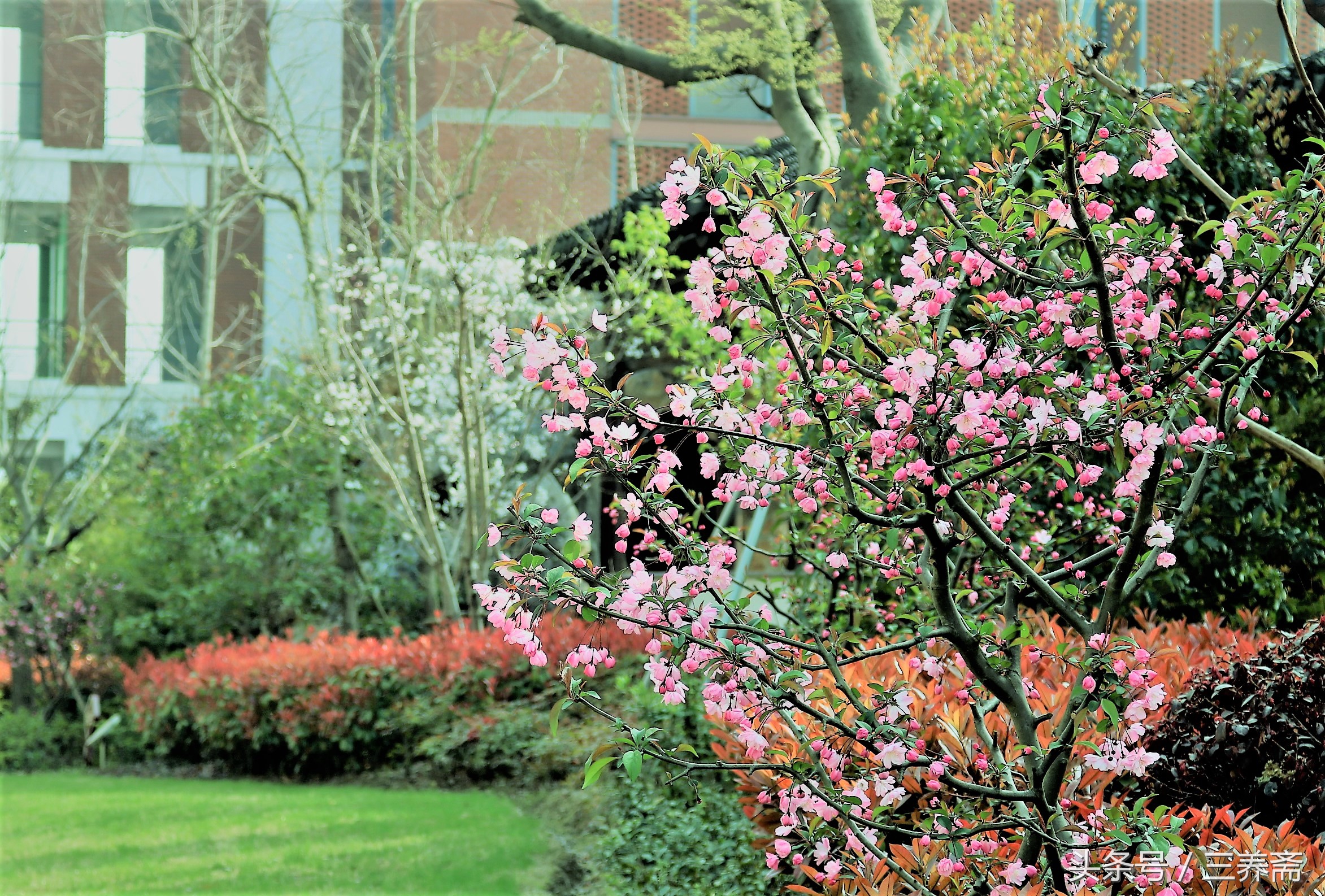 鏄嗗北涓鏍″洯椋庢櫙,鏄嗗北涓鏍″洯鏅壊