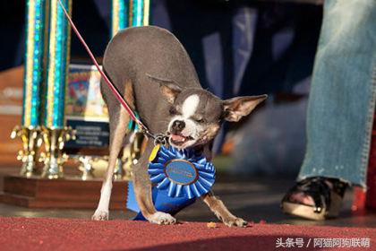 世界最丑的狗品种排名,长得最丑的狗叫什么