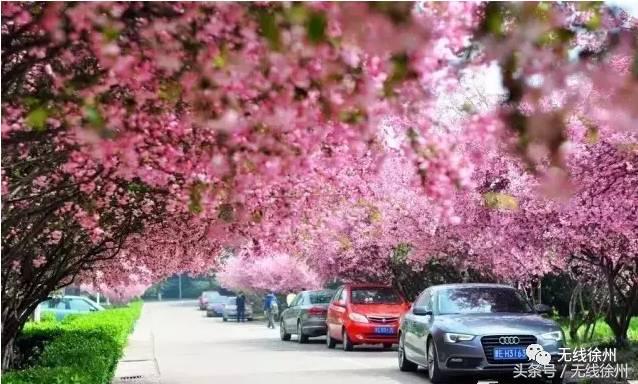徐州桃花美景,徐州春天又见美好游玩
