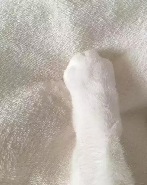 这么可爱的白手套，我能抱着摸一年！