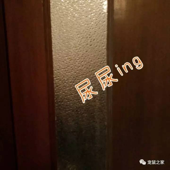 荷兰猪尿垢怎么清洗,荷兰猪尿渍怎么处理