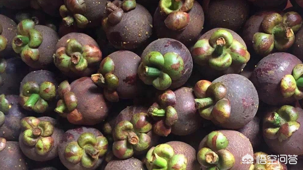 山竹为什么很贵科普,山竹为什么那么贵有什么神奇功效