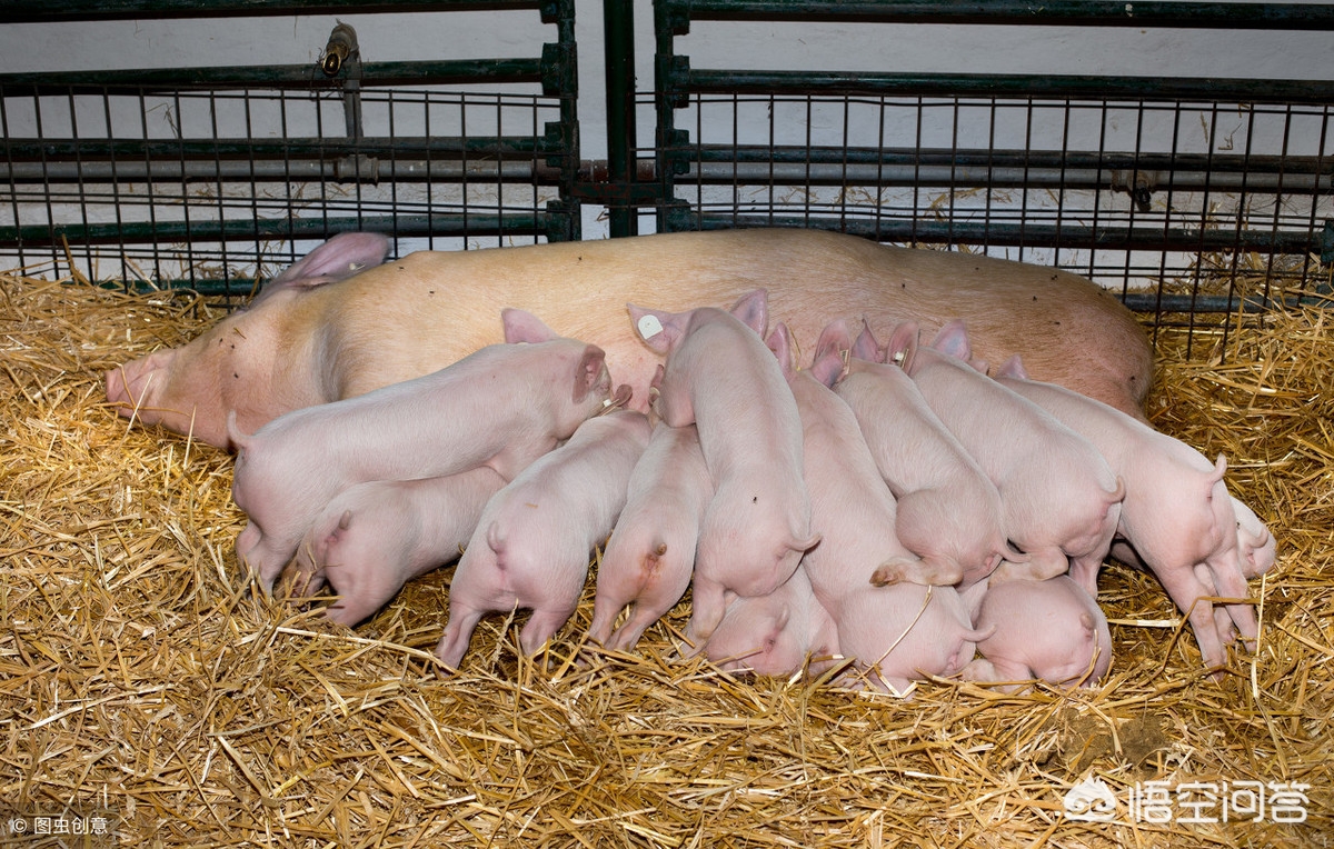 养猪篇仔猪腹泻的四大误区,断奶仔猪腹泻拉稀的最佳治疗方法