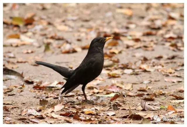 浣涘北婀垮湴瑙傞笩,浣涘北鍗佷匠瑙傞笩鑳滃湴
