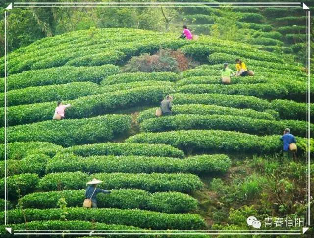 信阳周边两天一夜旅游推荐,五一信阳周边游玩攻略两天一晚