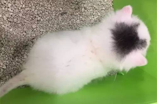 D136-狗吐了一只鞋，还有三只消失了，怎么破？