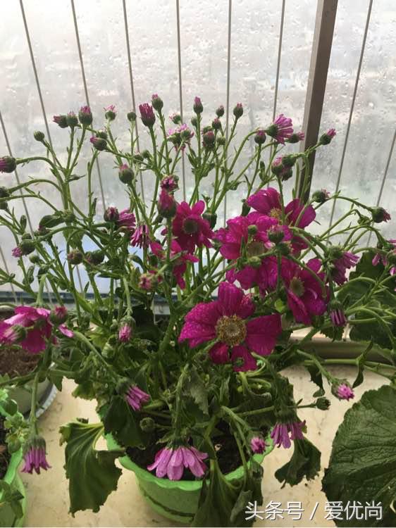 瓜叶菊怎么养才会爆盆视频,瓜叶菊见太阳晒蔫怎么办