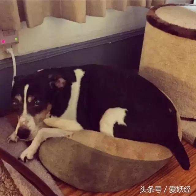 爱妖经｜开春了，来锅猫吧