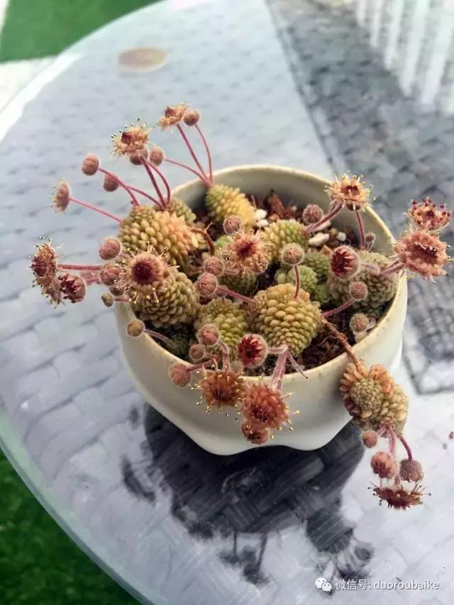 那些年我养过的多肉,这些年养过的花花草草