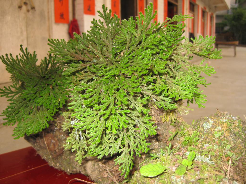 九死还魂草生长期,九死还魂草干枯多少年