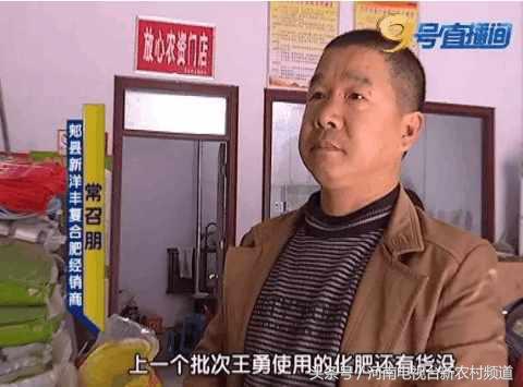 小麦扬花后麦叶尖发黄是怎么回事,小麦假化肥表现