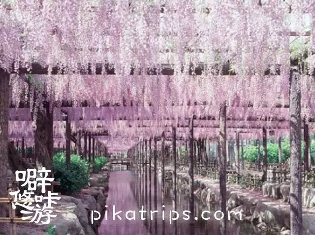 日本赏樱花最美的地方,日本春天看樱花攻略