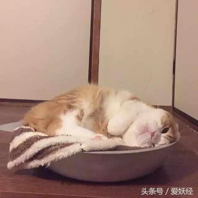 爱妖经|开春了,来锅猫吧