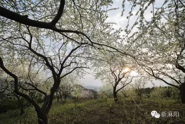 春天第一花麻阳,故乡最先盛开的是什么花