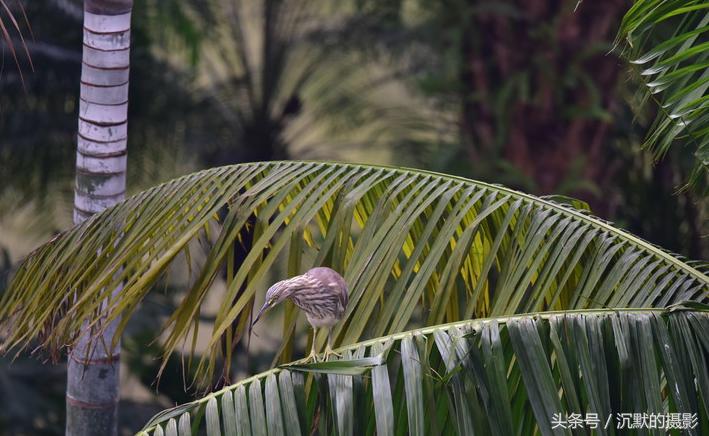 姹犻弓鎹曟崏,姹犻弓鎶撻奔寰堝帀瀹冲悧