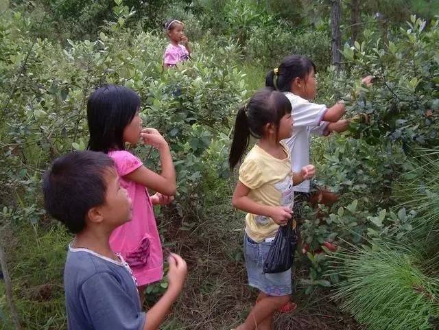 小时候山上的野果你还记得多少,还记得小时候这些野果吗