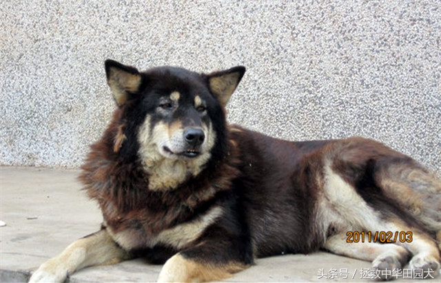 四眼中华田园犬土狗,四眼土狗不立耳的样子