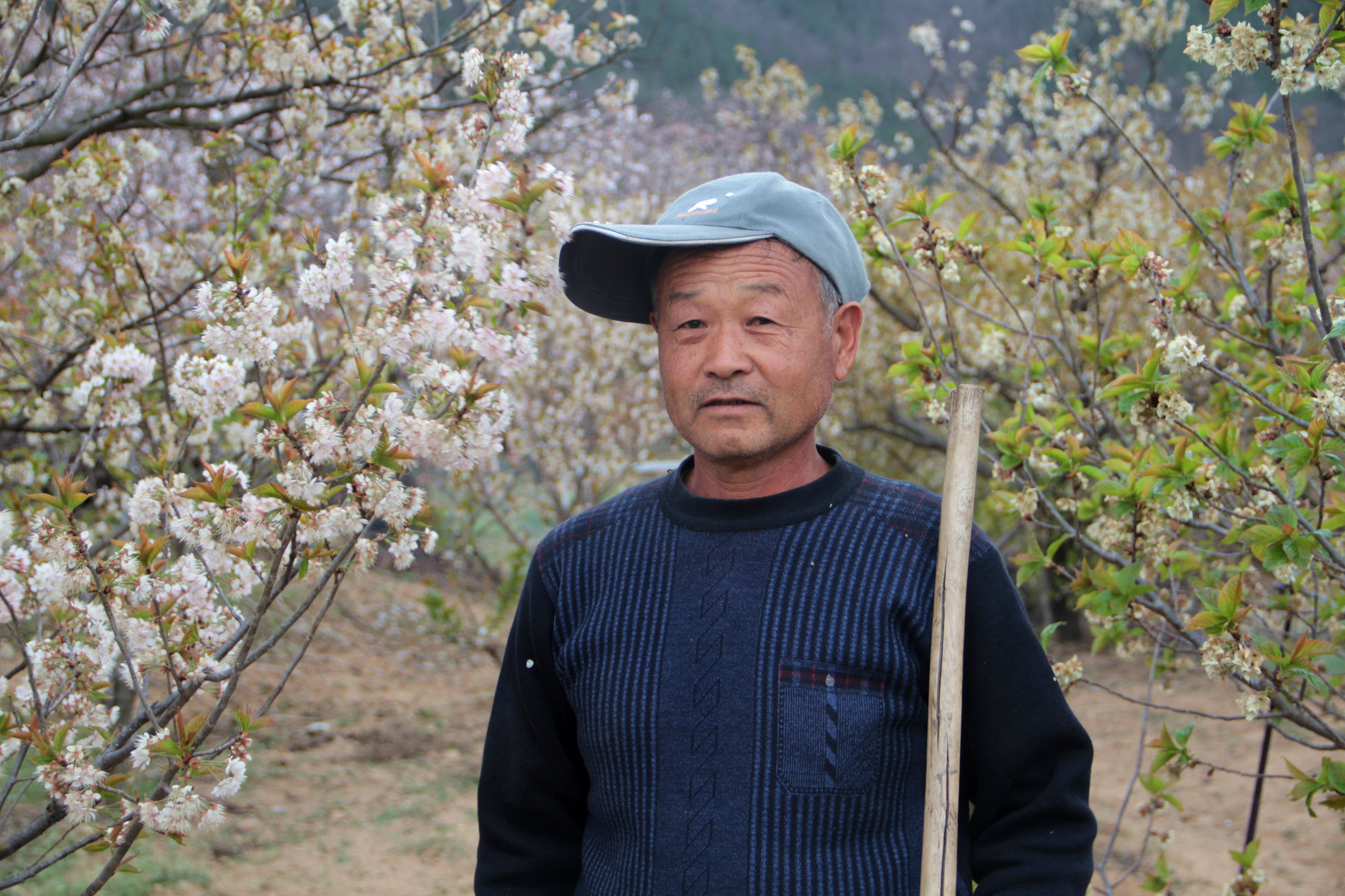 青岛华夏樱桃谷,青岛樱桃谷小道