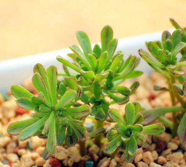 多肉防小人,多肉植物招小白虫怎么防治