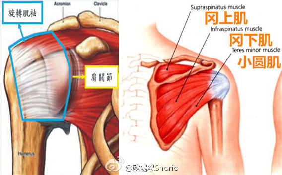 肩部肌腱损伤康复训练,肩关节肌群训练