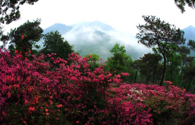春暖花开正是踏青赏花的好时节,肇庆春日赏花的地方图片