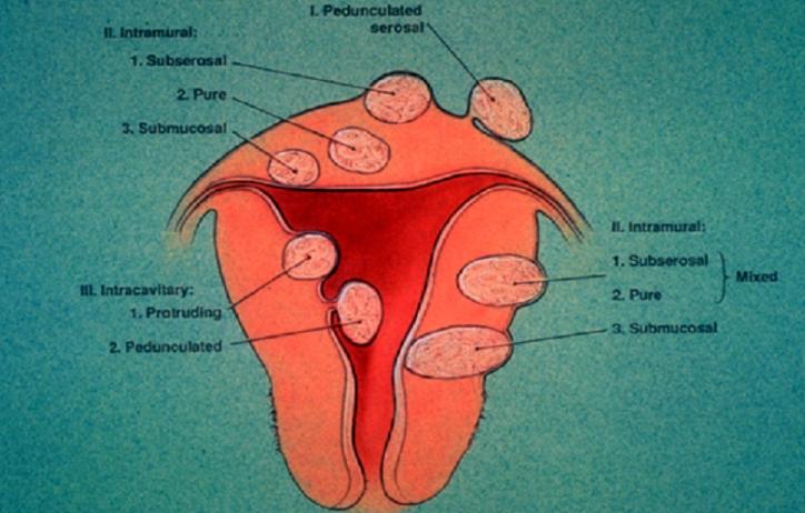 靠雌激素维持月经,靠激素维持女性特征