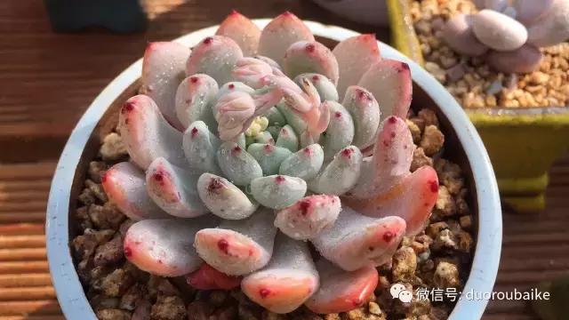 一入肉坑深似海下一句,一入肉坑深似海