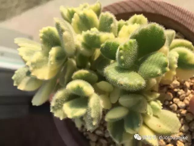 一入肉坑深似海下一句,一入肉坑深似海