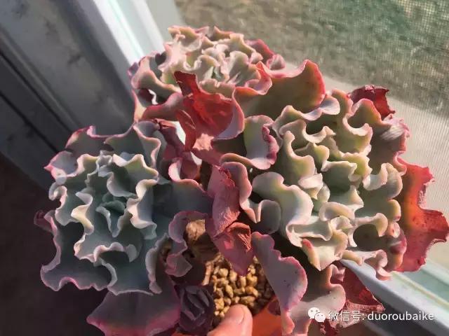 多肉为什么比较坑,多肉基础知识详解