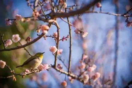 美爆了春天好去处,天津春天赏花的地方有哪些推荐
