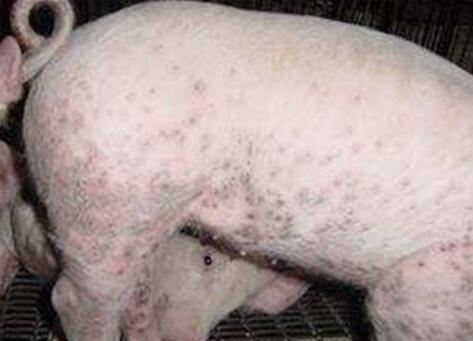 猪圆环病毒治疗,猪圆环病毒的最佳治疗方案