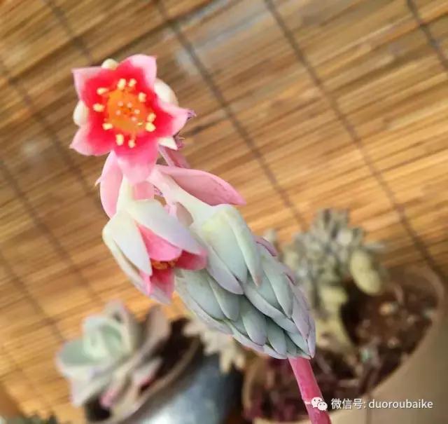 那些年我养过的多肉,这些年养过的花花草草