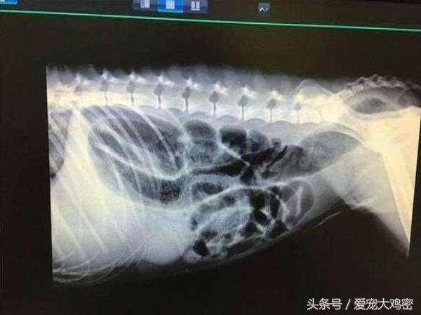 狗狗误食后浑身发抖,狗狗误食骨头拉肚怎么办