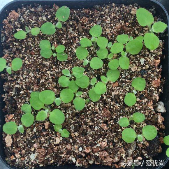 瓜叶菊怎么养才会爆盆视频,瓜叶菊见太阳晒蔫怎么办