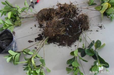 栀子花烂根黄叶怎么处理,栀子花黄叶有什么管用的方法解决