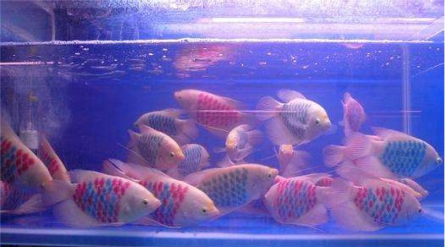 不良商家卖鱼添加有毒物品,无良奸商加工的恶心食品