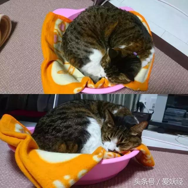 爱妖经|开春了,来锅猫吧