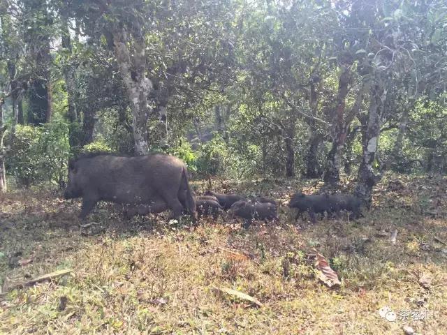 探寻普洱茶之旅路线,普洱茶人文寻访记第五天