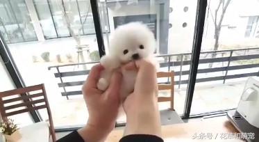 博美狗狗太活跃摸它就咬,小博美对狗狗不友好