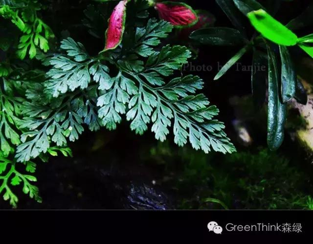 狼尾蕨造景方法,狼尾蕨的森林造景