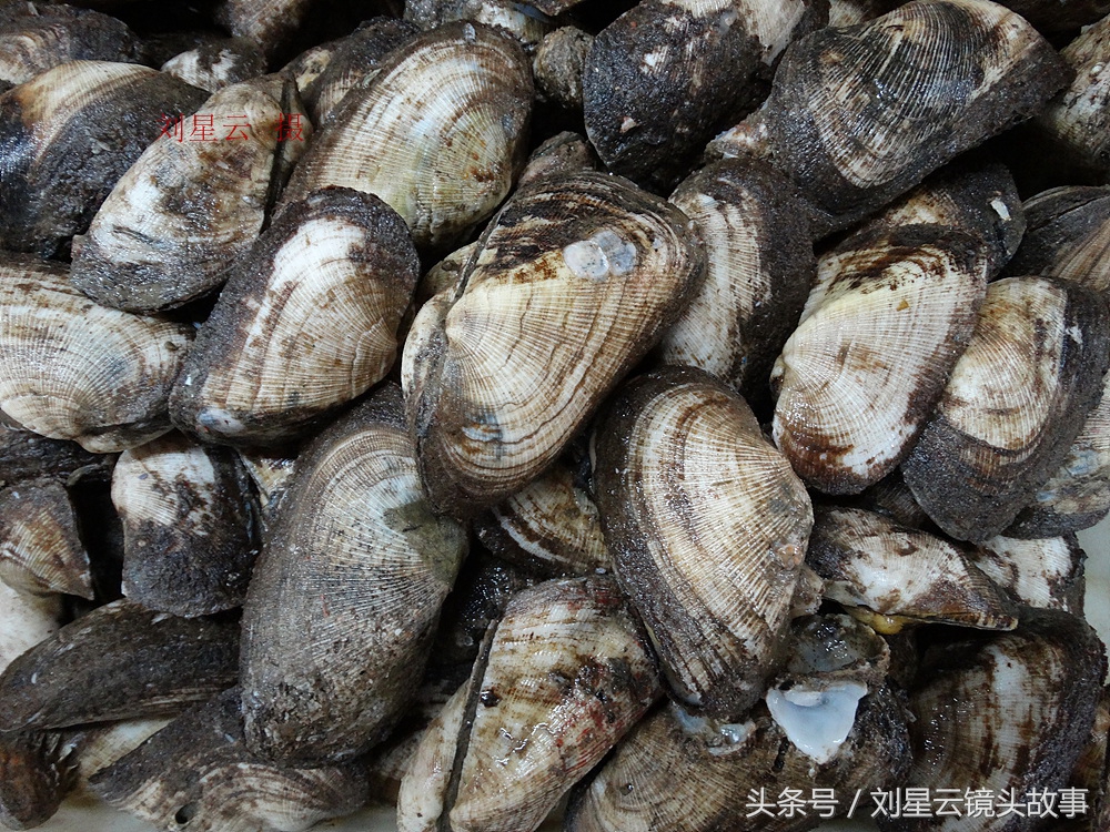 来三亚旅游想吃带壳的海鲜，不当冤大头，要有智慧善挑选和会安排