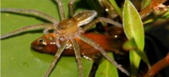 关于蜘蛛的一些可怕的事实