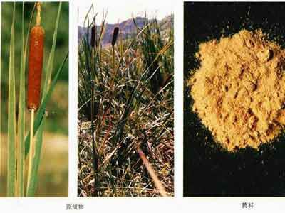 中草药蒲黄炭,中草药蒲黄配方