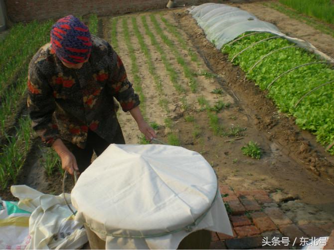 正宗东北大酱教程,南方人尝试下东北大酱